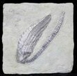 Sweet Halysiocrinus Crinoid Fossil - Crawfordsville, Indiana #29394-1
